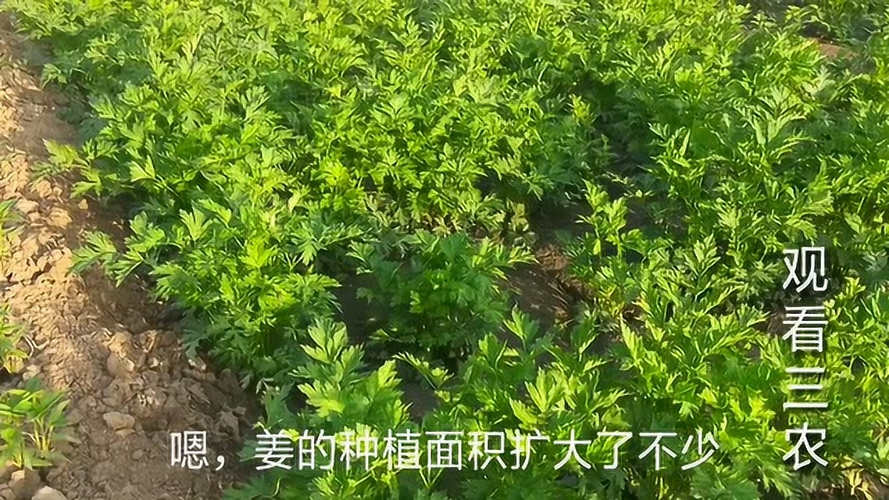 粤桂地区种植什么药材最赚钱