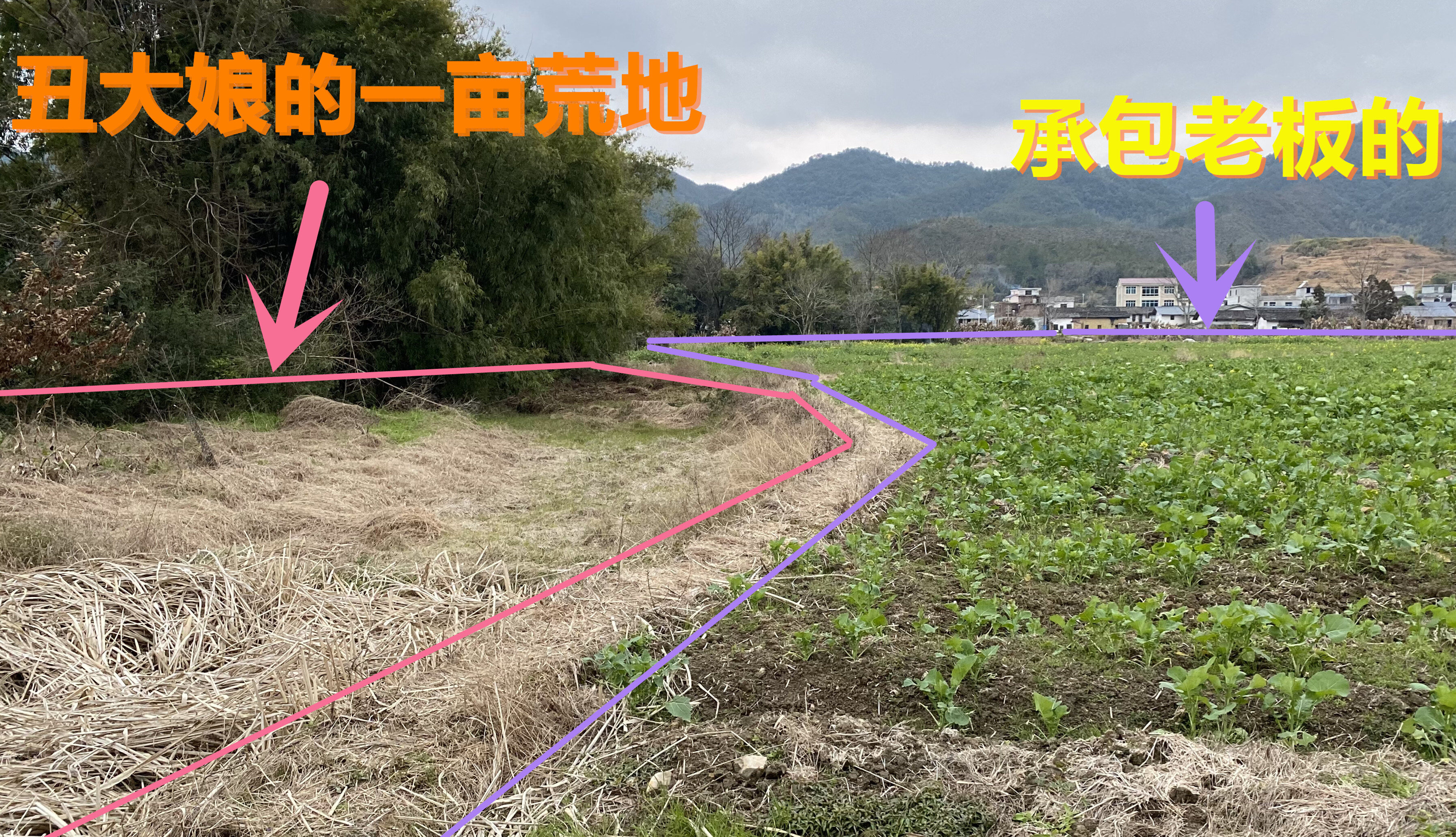 种一亩射干有多少利润