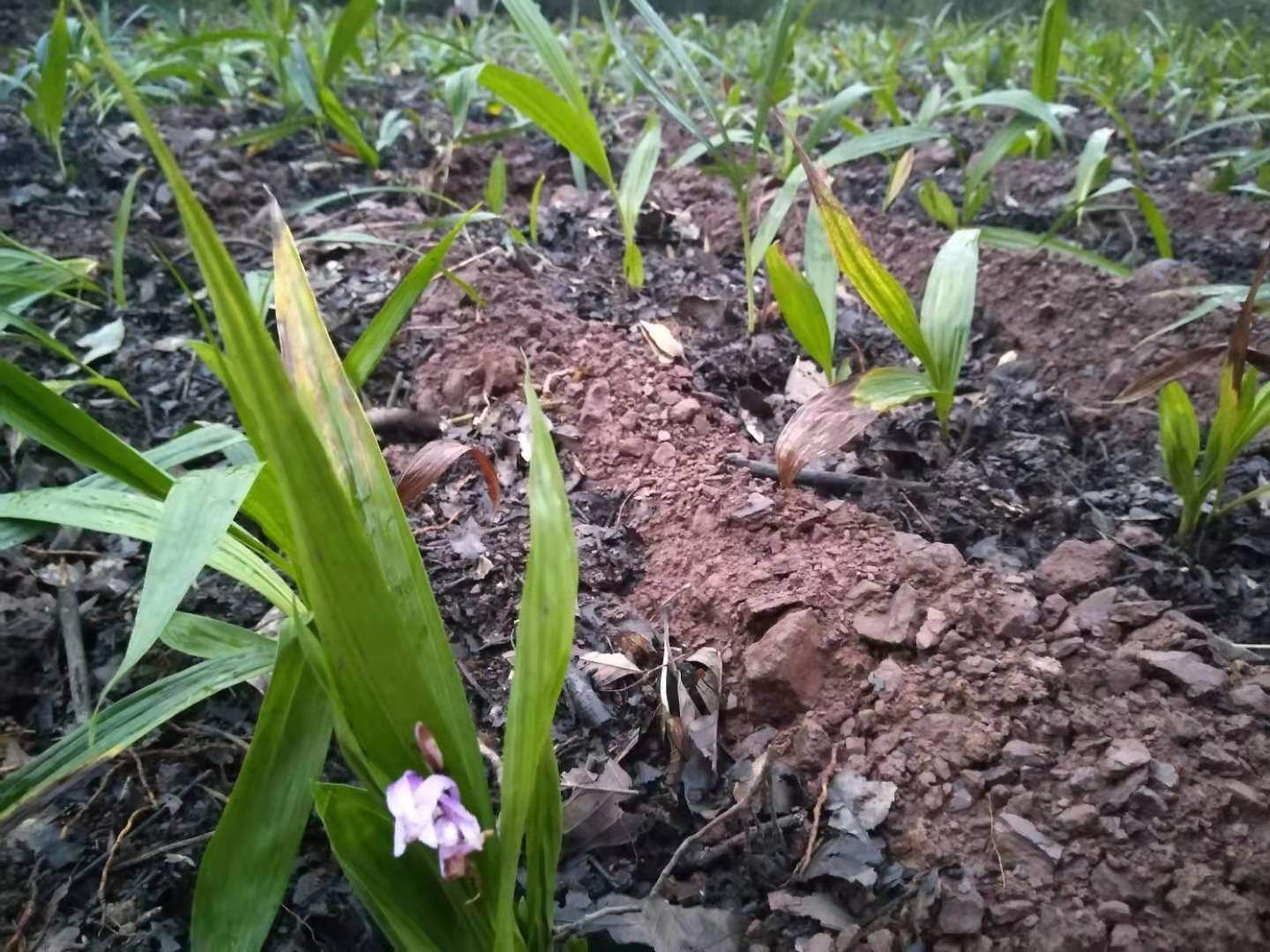 中药材种植前景怎么样