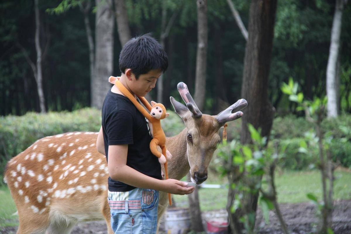 梅花鹿可以在家里养吗