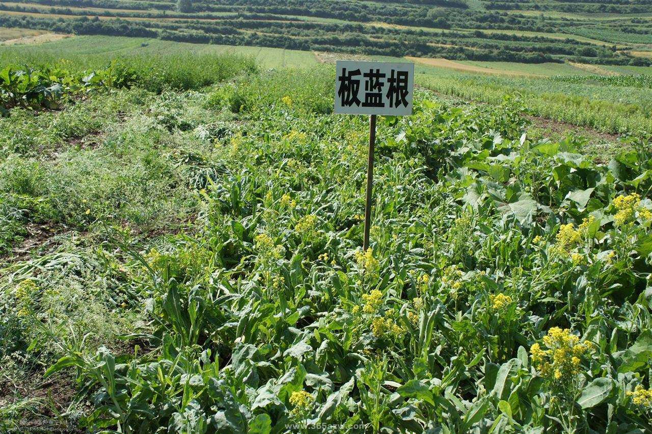 北方适合种植什么药材