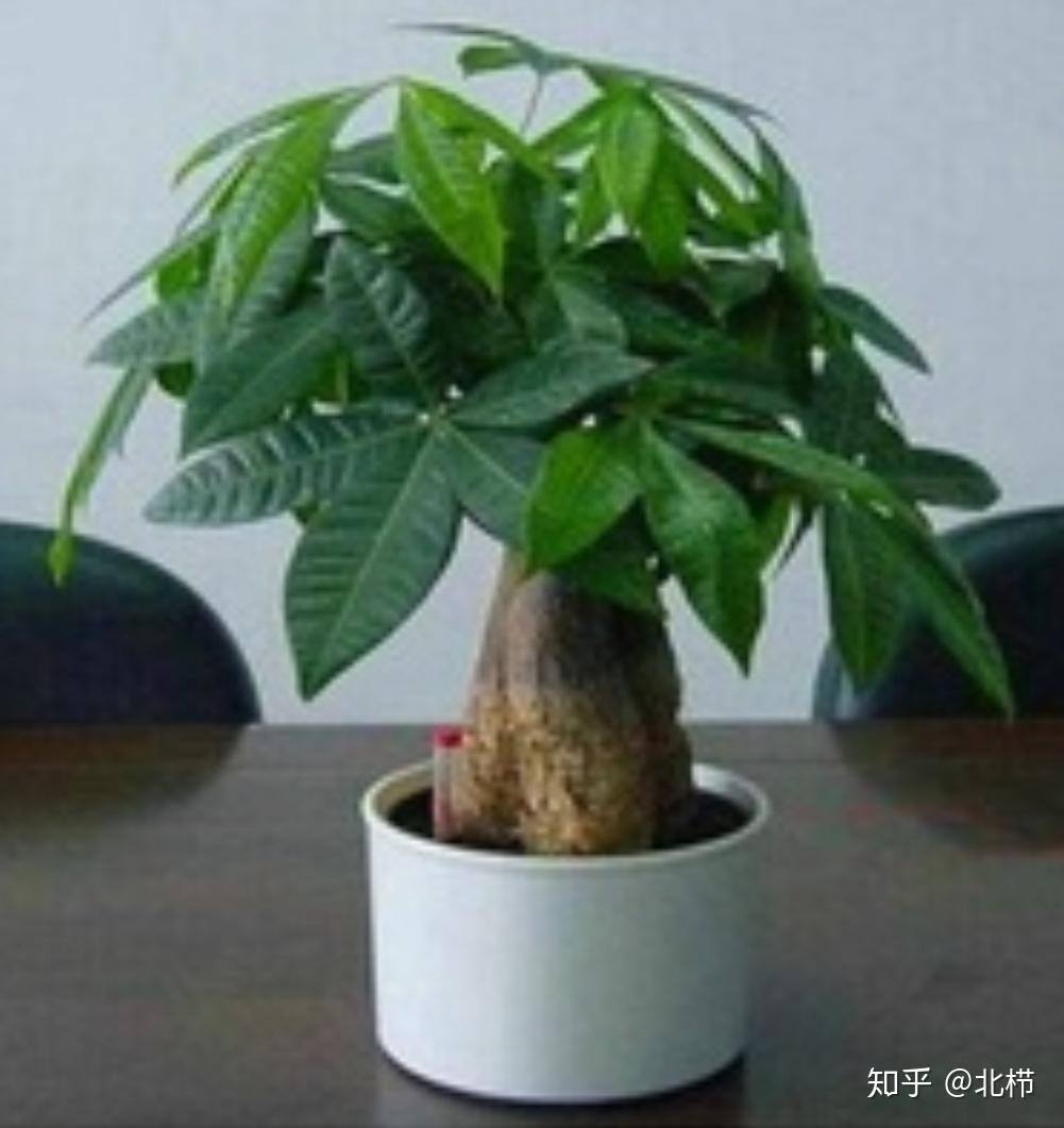 发财树是什么样的