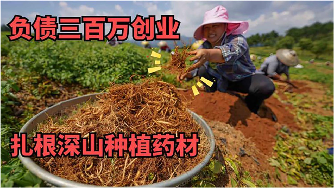 一年生的药材哪种最赚钱