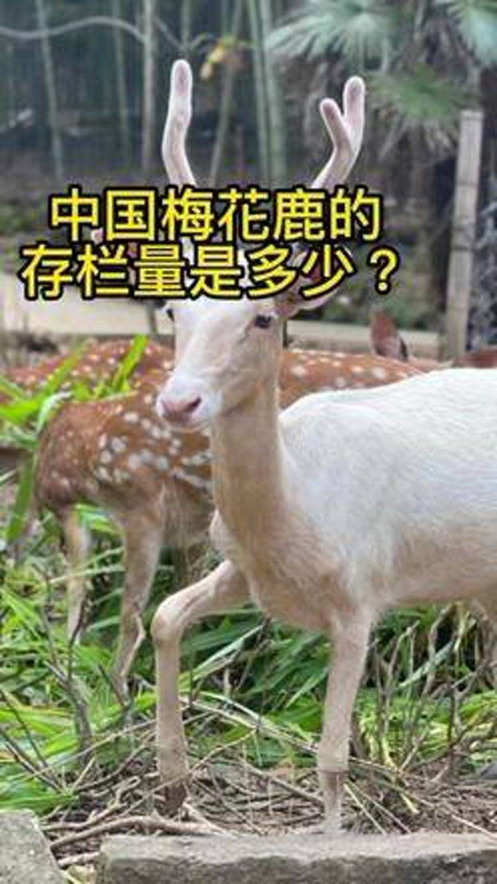 梅花鹿可以养殖吗