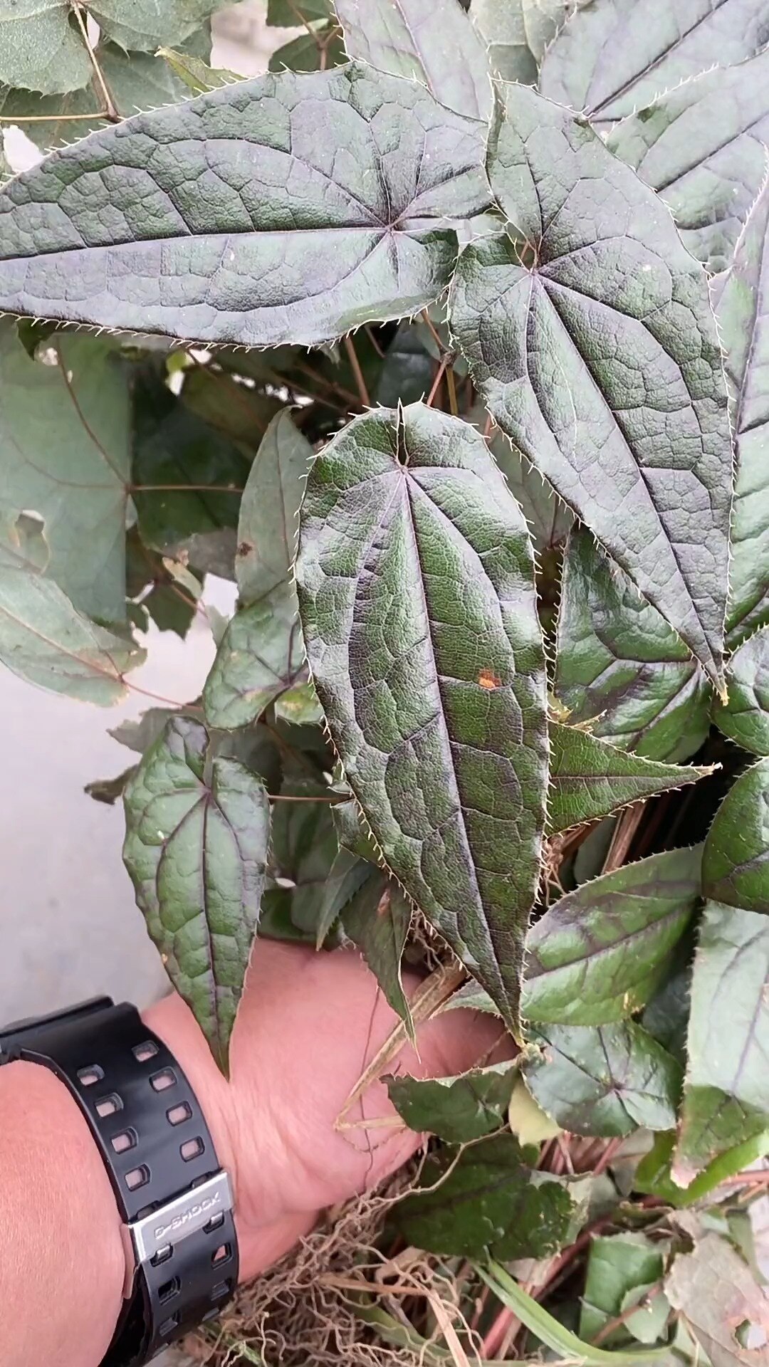 霪羊藿种植每亩收入多少钱