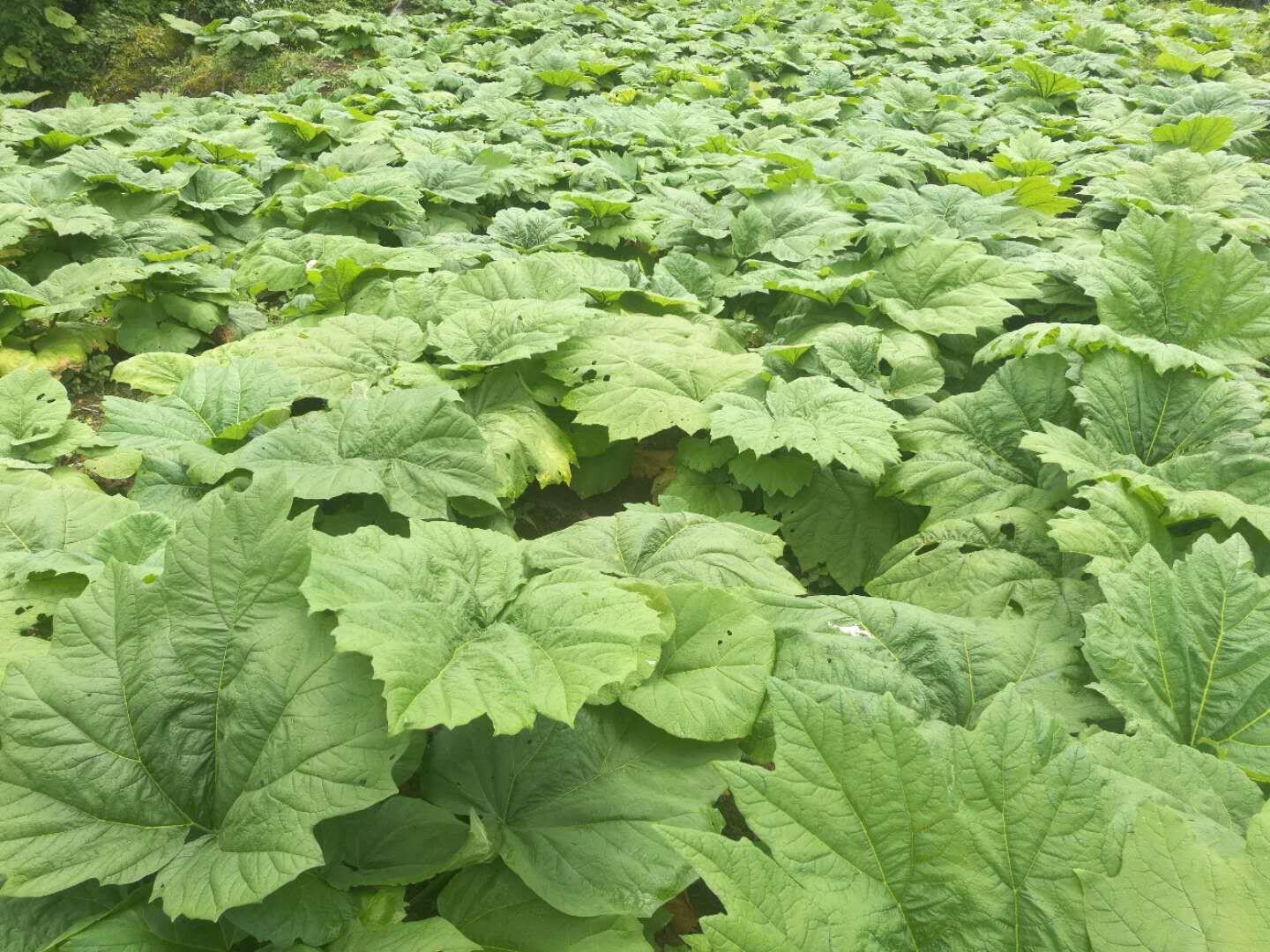 药材种植前景好的品种