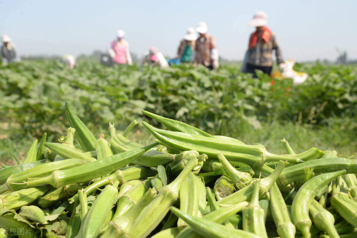 田地种植什么最赚钱