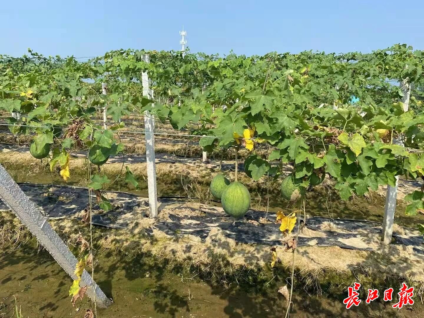 五十亩瓜蒌一年能收入多少钱