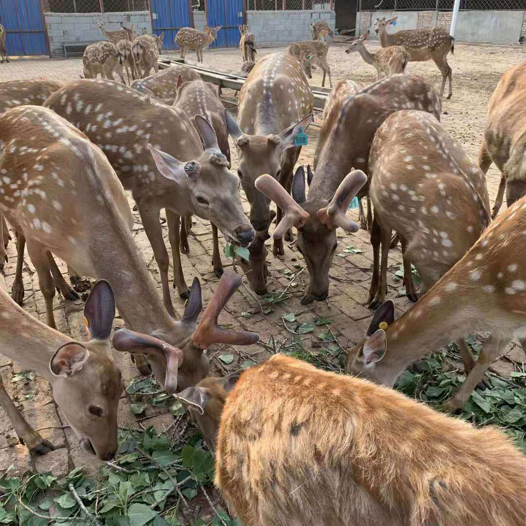 人工养殖梅花鹿犯法吗