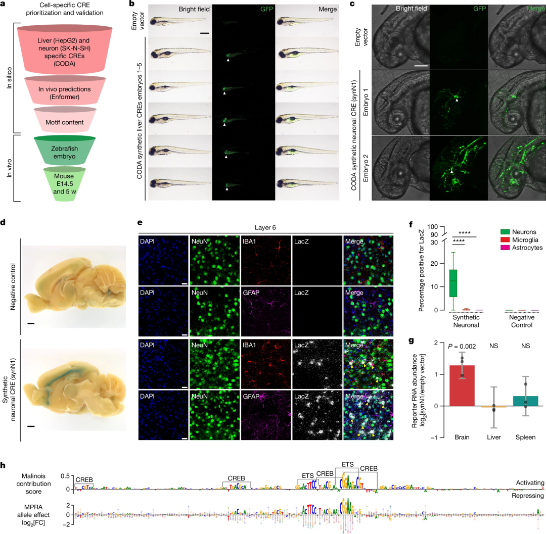 登Nature，AI设计DNA开关，MIT团队实现精确的细胞控制