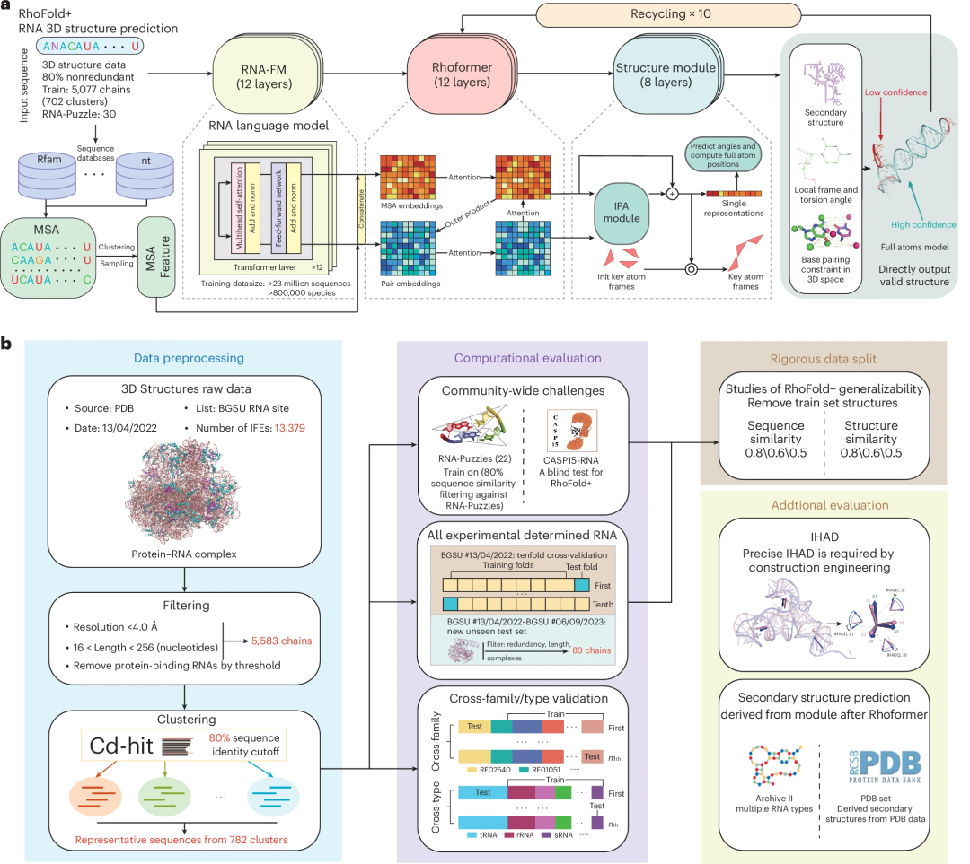 准确、快速地从头预测RNA 3D结构，港中大、复旦等深度学习方法RhoFold+登Nature子刊