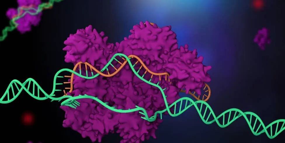 准确、快速地从头预测RNA 3D结构，港中大、复旦等深度学习方法RhoFold+登Nature子刊